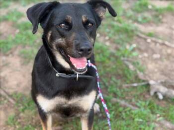 LEANNE -  German Shepherd Dog and Mixed Breed Dog Available for Adoption in Tulsa, Oklahoma - LEANNE | PetCurious