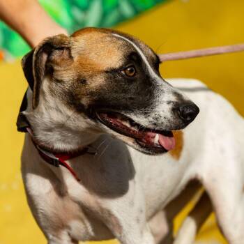 Maika -  Whippet and Jack Russell Terrier Dog for Adoption in New York, New York - Maika | PetCurious