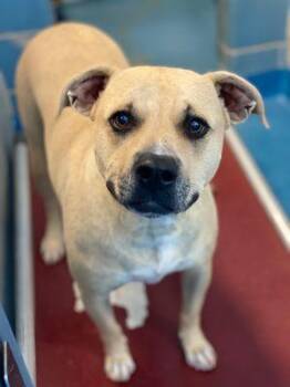 Rescue Pit Bull Terrier Dogs for Adoption in Eagle, Idaho - Trixie **Courtesy Post. Out Of Town Pet. See Below For Details** | PetCurious