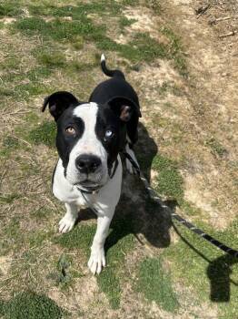 Pit Bull Terrier Dogs Available for Adoption in Evansville, Indiana - Tevan | PetCurious