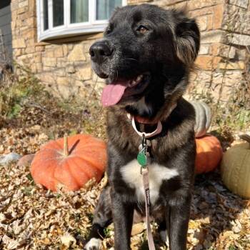 Rescue Mixed Breed Dogs for Adoption in Buffalo, Minnesota - Marnie | PetCurious