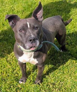 Pit Bull Terrier and Mixed Breed Dogs Available for Adoption in Akron, Ohio - DAYTON | PetCurious