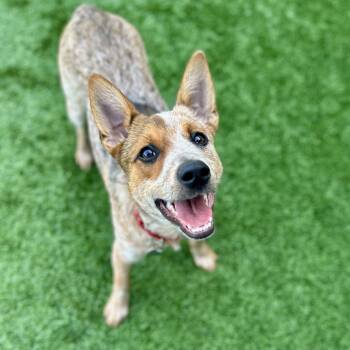 Ruby -  Cattle Dog Dog for Adoption in Matteson, Illinois - Ruby | PetCurious