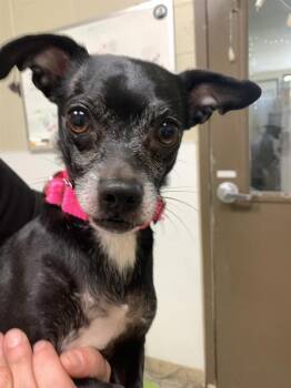 Chihuahua Dogs Available for Adoption in Vancouver, Washington - Kroger | PetCurious