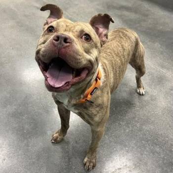 Mixed Breed Dogs Available for Adoption - Lion | PetCurious