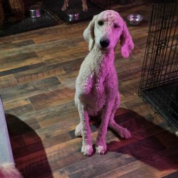 Sunny -  Poodle Dog for Adoption in Goltry, Oklahoma - Sunny | PetCurious