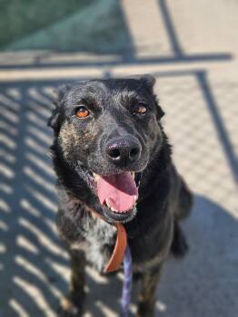 Molly -  German Shepherd Dog Dog for Adoption in Monte Vista, Colorado - Molly | PetCurious