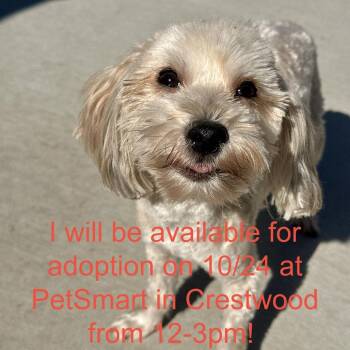 Pinky -  Mixed Breed Dog for Adoption in Matteson, Illinois - Pinky | PetCurious