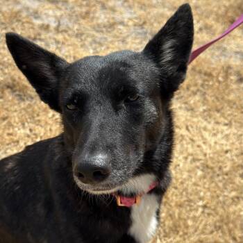 Jolene -  Belgian Shepherd Malinois Dog for Adoption in Harlingen, Texas - Jolene | PetCurious