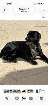 Citrine -  Black Labrador Retriever Dog for Adoption in St. Augustine, Florida - Citrine | PetCurious