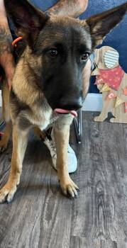 Rescue German Shepherd Dog Dogs for Adoption in Labelle, Florida - Diesel | PetCurious