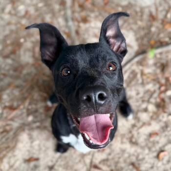 Sonata -  Mixed Breed Dog for Adoption in Milton, Florida - Sonata | PetCurious