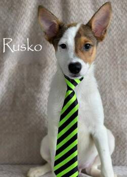 Australian Shepherd and Australian Kelpie Dogs Available for Adoption in Sioux City, Iowa - Rusko | PetCurious