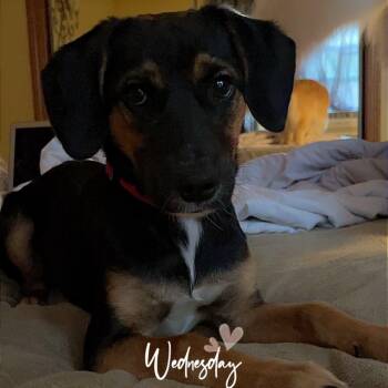 Dean -  Mixed Breed Dog for Adoption in Blacksburg, Virginia - Dean | PetCurious