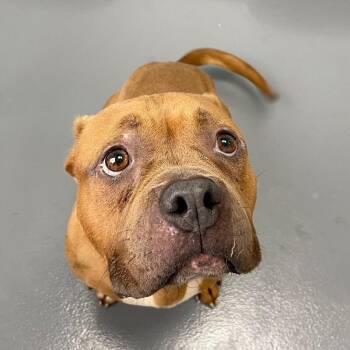 Pit Bull Terrier and Mixed Breed Dogs Available for Adoption - Melina | PetCurious