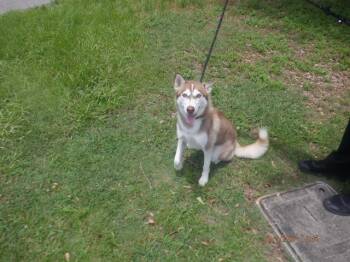 ELLA -  Siberian Husky Dog for Adoption in Doral, Florida - ELLA | PetCurious