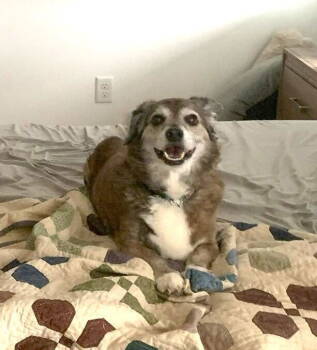 Rescue Dachshund and Corgi Dogs for Adoption in Candler, North Carolina - Barney | PetCurious