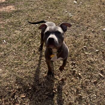 American Staffordshire Terrier and Pit Bull Terrier Dogs Available for Adoption - Otis | PetCurious