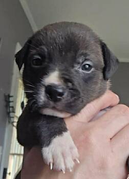 Labrador Retriever and Australian Shepherd Dogs Available for Adoption - Fiesta | PetCurious