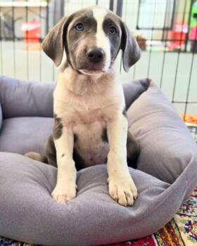 Birdie -  Pit Bull Terrier and Hound Dog for Adoption in Novato, California - Birdie | PetCurious