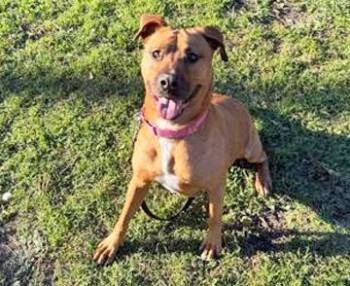 Rescue Mixed Breed Dogs for Adoption in Fernandina Beach, Florida - PENNY | PetCurious