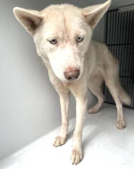 A657937 -  Siberian Husky Dog for Adoption in Houston, Texas - A657937 | PetCurious