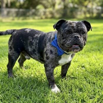 Comet -  French Bulldog and English Bulldog Dog for Adoption in Las Vegas, Nevada - Comet | PetCurious