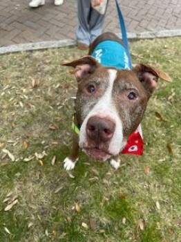 American Staffordshire Terrier and Mixed Breed Dogs Available for Adoption - 89660A Grandma Dorothy | PetCurious