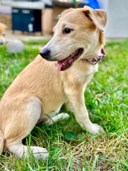 Happy Puppy - LOCAL -  Terrier Dog for Adoption in Princeton, Massachusetts - Happy Puppy - LOCAL | PetCurious