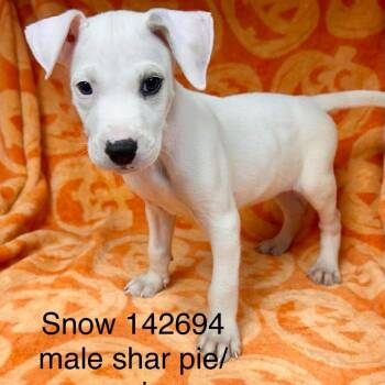 Snow -  Australian Shepherd and Shar Pei Dog for Adoption in New Tazewell, Tennessee - Snow | PetCurious