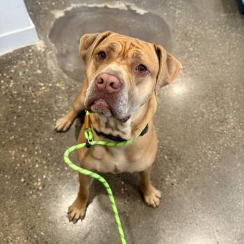 Lord -  Dogue De Bordeaux and Boerboel Dog for Adoption in Louisville, Kentucky - Lord | PetCurious