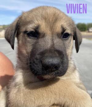 Vivien -  German Shepherd Dog and Labrador Retriever Dog Available for Adoption in Amarillo, Texas - Vivien | PetCurious