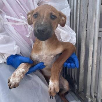 Bongo -  Shepherd and Mixed Breed Dog for Adoption in Edinburg, Texas - Bongo | PetCurious