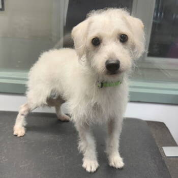 Rescue Maltese Dogs for Adoption in Oakland, California - Scamp | PetCurious