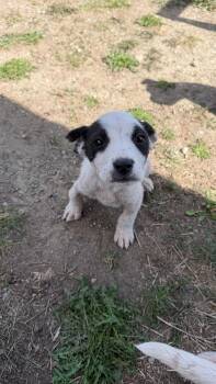 Janet -  Mixed Breed Dog Available for Adoption in Wilsall, Montana - Janet | PetCurious
