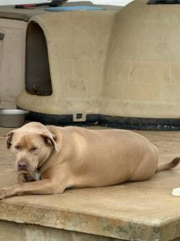 Barney (Courtesy Post) -  Pit Bull Terrier Dog for Adoption - Barney (Courtesy Post) | PetCurious