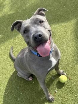 Pit Bull Terrier Dogs Available for Adoption - Diamond | PetCurious