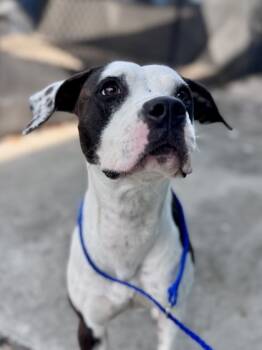 Rescue Pit Bull Terrier and Mixed Breed Dogs for Adoption in New Orleans, Louisiana - Sundance | PetCurious