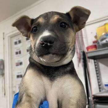 Husky and Mixed Breed Dogs Available for Adoption in Morton Grove, Illinois - Lia | PetCurious