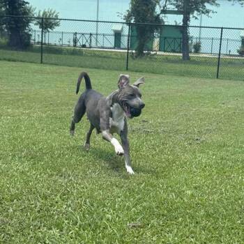 Rescue Mixed Breed Dogs for Adoption in Myrtle Beach, South Carolina - June | PetCurious