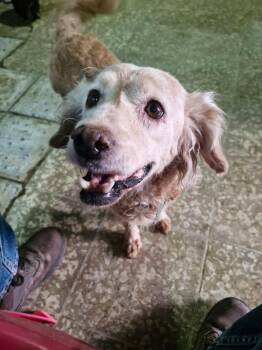 Honey -  English Toy Spaniel and Poodle Dog for Adoption in Georgetown, Texas - Honey | PetCurious