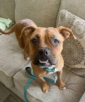 Daphnie -  Boxer Dog for Adoption in Nashville, Georgia - Daphnie | PetCurious