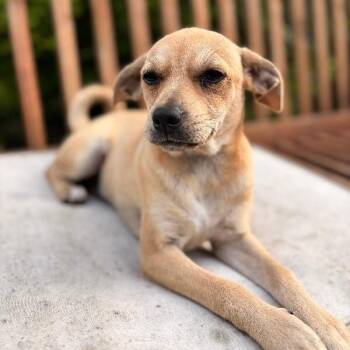 Chihuahua and Pit Bull Terrier Dogs Available for Adoption in Friendswood, Texas - Bella Love | PetCurious