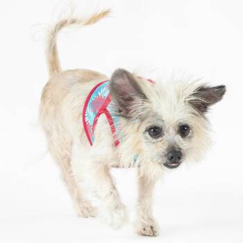 Jolly Rancher 14162 -  Cairn Terrier Dog for Adoption in San Francisco, California - Jolly Rancher 14162 | PetCurious