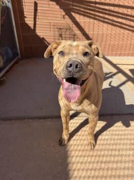 Rescue Pit Bull Terrier Dogs for Adoption in Ivins, Utah - Mashed Potato | PetCurious