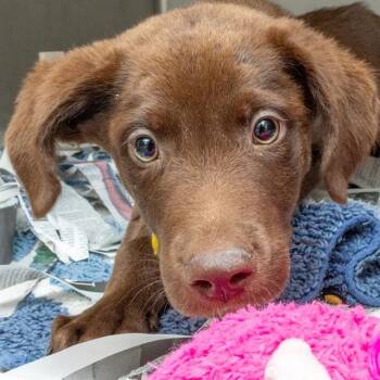 Rescue Labrador Retriever and Mixed Breed Dogs for Adoption in St. Louis, Missouri - GOOSE | PetCurious