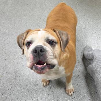 Grayson -  Beagle and English Bulldog Dog for Adoption in Michigan City, Indiana - Grayson | PetCurious