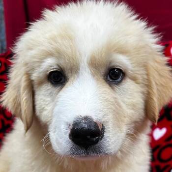 Storm -  Great Pyrenees and Bernese Mountain Dog Dog Available for Adoption - Storm | PetCurious
