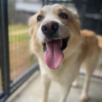 Mixed Breed Dogs Available for Adoption - Cotton | PetCurious