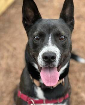 Nyx - AVAILABLE TO FOSTER OR ADOPT -  Akita Dog for Adoption in Clayton, North Carolina - Nyx - AVAILABLE TO FOSTER OR ADOPT | PetCurious